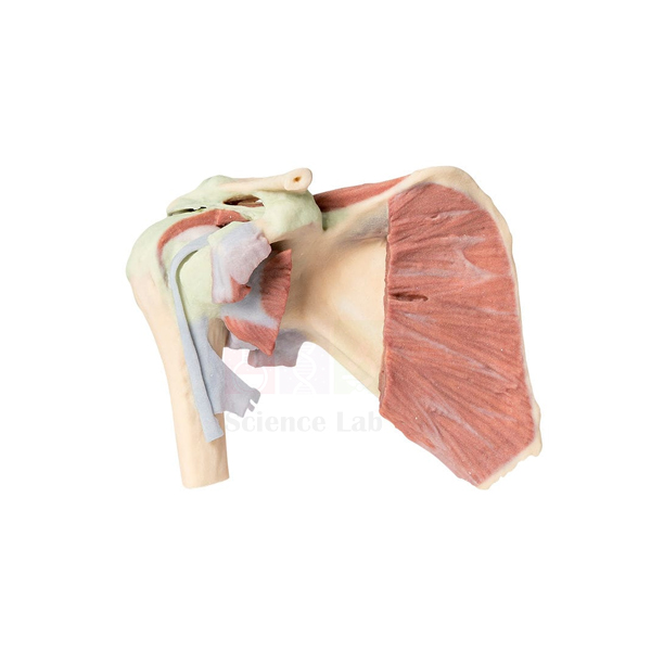 Shoulder Girdle with Musculature Model
